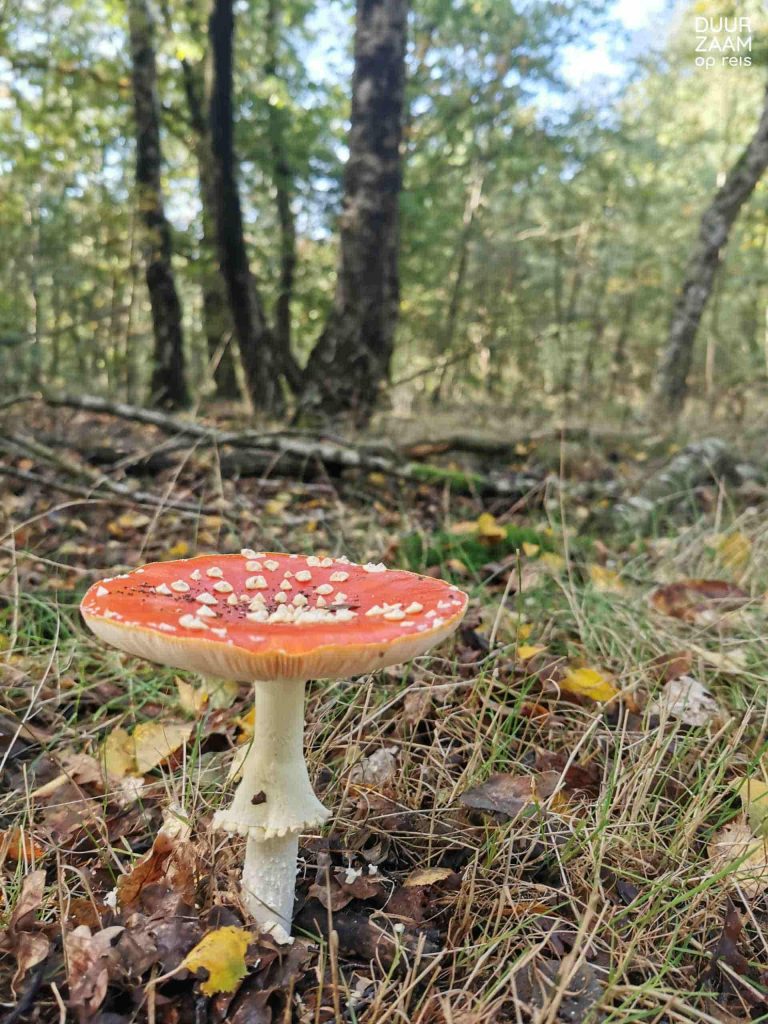 Duurzame accommodaties natuur: rood met witte paddenstoel