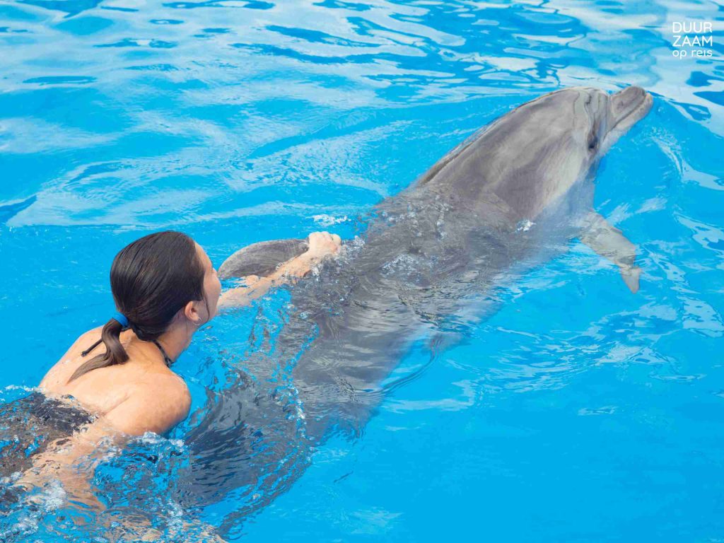 Dierenleed vakantie zwemmen met dolfijnen