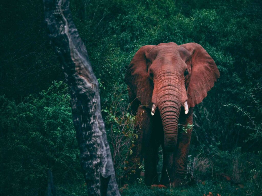 vakantie olifantenritje dierenleed