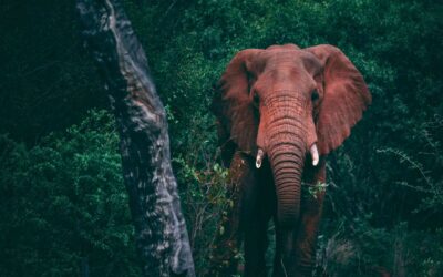 Foute dierenactiviteiten op vakantie: voorkom dierenleed 