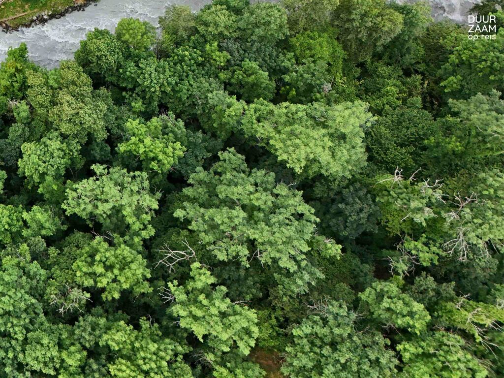 Leave No Trace bomen