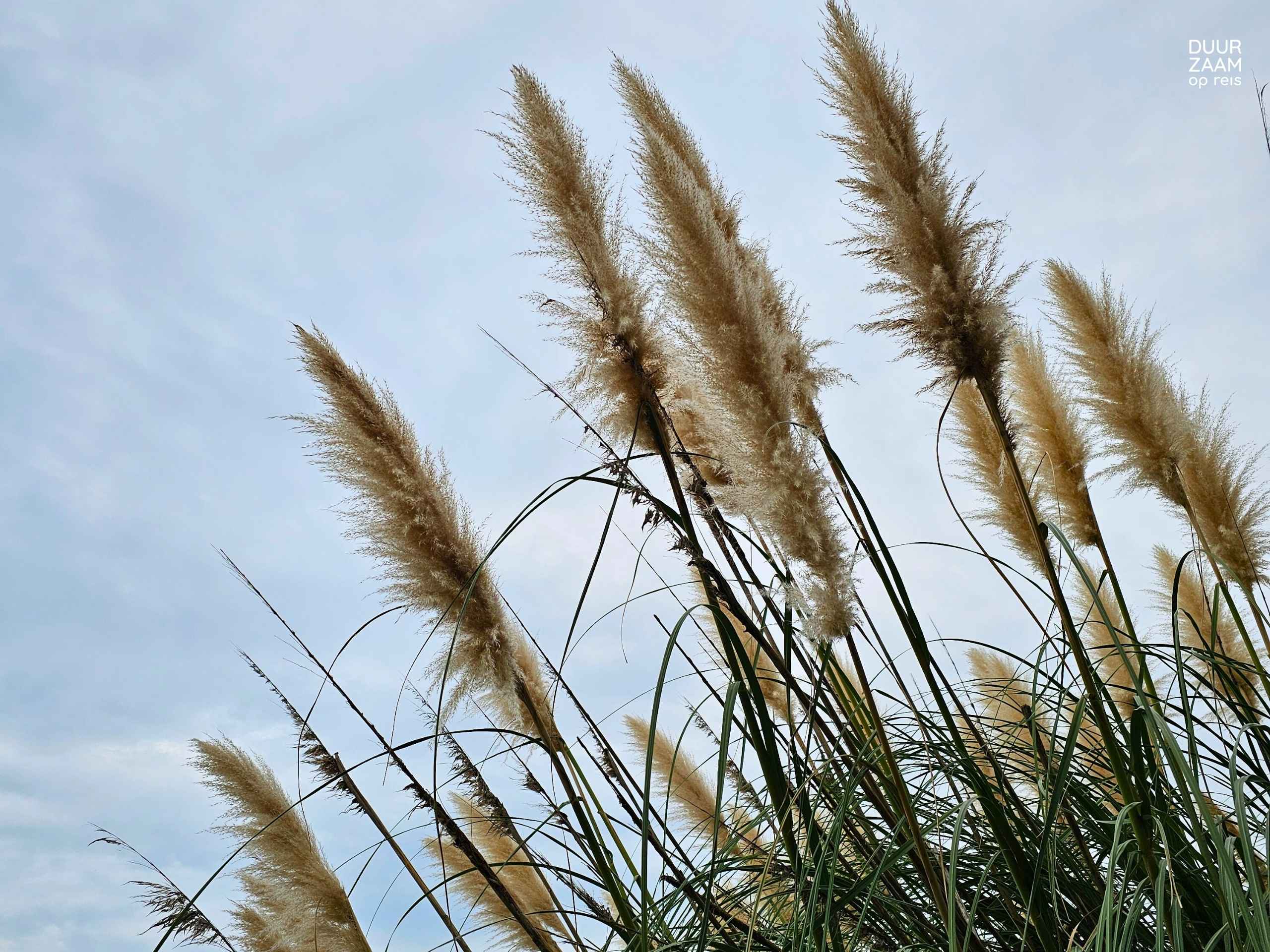 grassen lucht duurzaam reizen