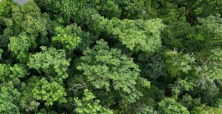 Leave No Trace bomen